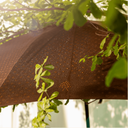umbrella_04